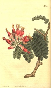 Figured are pinnate leaves with broad leaflets, and panicle of bright red flowers.  Curtis's Botanical Magazine t.1153, 1808.