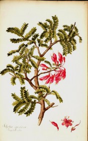 Figured are pinnate leaves with many leaflets, and panicle of bright red flowers.  Jacq. IPR pl.75, 1781-93.