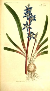 Figurd are bulb, lance-shaped basal leaves and blue star-like flowers.  Curtis's botanical Magazine t.341, 1796.