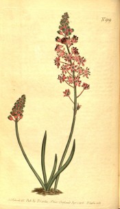 Figured are narrow leaves and upright raceme of pink, starry flowers.  Curtis's Botanical Magazine t.919, 1806.