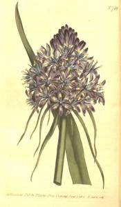 Figured is a lance-shaped leaf and dense spike of star-shaped purple flowers.  Curtis's Botanical Magazine t.749, 1804.