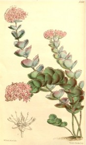 The image shows rounded, scalloped, fleshy leaves and terminal raceme of pink flowers.  Curtis's Botanical Magazine t.5358, 1863