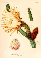 Figured is a cylindrical cactus with large white flower and pink fruit.  The Cactaceae vol.II, pl.33, 1820.