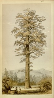 The coloured figure shows a mature tree and mountain background with people for scale. Curtis's Botanical Magazine t.4777, 1851.