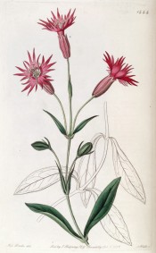 Illustrated are the lance-shaped leaves and deep scarlet, star-like flowers.  Botanical Register f.1444/1831.