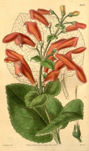 Shown are heart-shaped leaves and terminal panicles of large velvety scarlet flowers.  Curtis's Botanical Magazine t.3659, 1838.