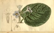 Figured is a single large, hairy leaf and small mauve, trumpet-shaped flowers.  Curtis's Botanical Magazine t.2690, 1826.