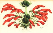 The figure shows almost spherical leaf formations and numerous crimson tubular flowers. FS f.1140-1141, 1856.