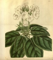 Shown are the large ovate leaves and an umbel of slipper-shaped pure white flowers.  Curtis's Botanical Magazine t.3206, 1833.