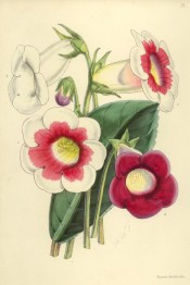 Figured are four slipper gloxinias, three pink and white and one pure white.  Fitch (Floral Magazine), 1861.