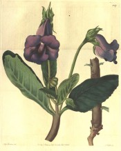 Figured are leaves and purple slipper-form flowers on upright stems.  Botanical Register f.1127, 1828.
