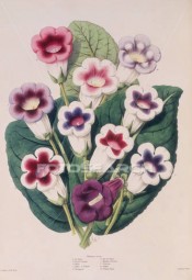 The image shows ten gloxinia flowers, all upright, in shades of white, pink and purple.  Origin unknown.