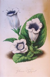 Figured are leaves and upright-pointing white flowers, flushed blue in the throat.  Floricultural Cabinet p.49, 1847.