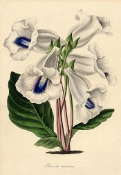 Figured is a white slipper gloxinia with a broad purple stripe at the base.  Paxton's Magazine of Botany p.219, 1838.