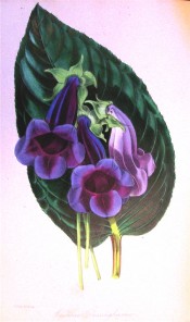 Figured are the large, velvety, deep purple flowers and luxuriant foliage.  Paxton's Magazine of Botany p.267, 1846.