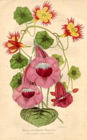 Figured is a slipper gloxinia with red flowers and red and yellow tropaeolum.  Floricultural Cabinet p.98, 1841.