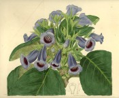 Depicted is a gloxinia with small, blue, slipper-type flowers with a purplish throat.  Botanical Register f.213, 1817.