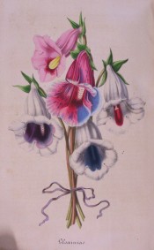 Shown are a number of slipper gloxinias, one with variegated pink, red and blue flowers.  Flore des Serres pl. VI, p.268, 1847.