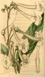 Figured are lance-shaped leaves and long-tubed white flowers.  Curtis's Botanical Magazine t.3971, 1842.