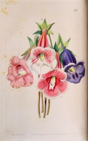 Shown are four slipper gloxinias in shades of pink, white and purple.  Botanical Register f.48, 1844.