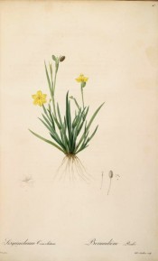 Figured is the whole plant, roots, leaves and yellow flowers.  Redout? Les Liliac?es pl.47/1802-15.