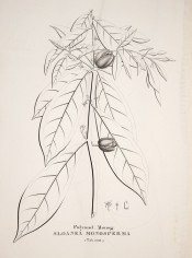 The line drawing shows leaves and flowers.  Flora Fluminensis vol.5, tab.100/1827.