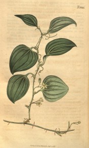 Illustrated is a thorny climber with ovate, ribbed leaves and small whitish flowers.  Curtis's Botanical Magazine t.1846, 1815.