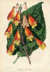 Figured is a zebra-marked leaf and tubular red and yellow flowers.  MB/1847.