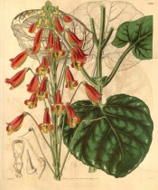 Figured are heart-shaped leaves with purple veins, and scarlet and yellow flowers.  Curtis's Botanical Magazine t.3940, 1842.