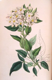 Figured is a climber with ovate leaves and terminal cyme of starry white flowers.  Botanical Register f.1739, 1835.