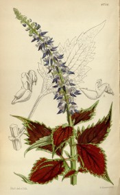 Illustrated are toothed, deep red, green edged leaves and spike of blue flowers.  Curtis's Botanical Magazine t.4754, 1853.