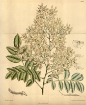 Illustrated are pinnate leaves and terminal panicle of small white pea flowers.  Curtis's Botanical Magazine t.8764, 1918.