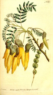 Figured are pinnate leaves, drooping raceme of golden yellow flowers and pod.  Curtis's Botanical Magazine t.167, 1791.