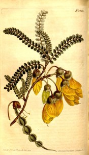 Figured are pinnate leaves with small pinnae, yellow flowers and pod.  Curtis's Botanical Magazine t.1442, 1812.