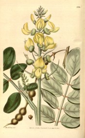 Illustrated are pinnate leaves, terminal panicle of small yellow pea flowers and pod.  Curtis's Botanical Magazine t.3390, 1836.