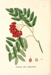 Figured are pinnate leaves and terminal bunch of bright red berries.  Saint-Hilaire Arb. pl.85, 1824.