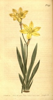 Figured are a basal fan of leaves and yellowish cream, trumpet-shaped flowers.  Curtis's Botanical Cabinet t.545, 1802.