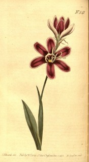 Figured are lance-shaped leaves and purple-red salverform flowers.  Curtis's Botanical Magazine t.541, 1801.