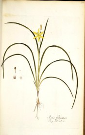 Figured are wiry leaves and small bright yellow flowers.  Jacqin IPR pl.274, 1781-93.