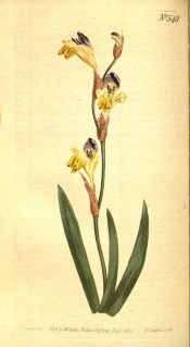 Figured are sword-shaped leaves and cream and yellow flowers with mauve markings.  Curtis's Botanical Magazine t.548, 1802.