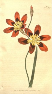 Shown is a lance-shaped leaf and orange flowers, marked brown and yellow in the centre. Curtis's Botanical Magazine t.381, 1797.