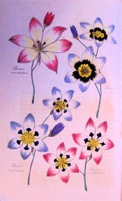 Figured are 4 varieties of Sparaxis in shades of blue, white and pink.  Floricultural Cabinet p.74, 1837.