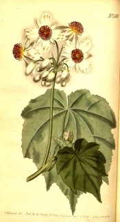 Illustrated are the rounded, shallowly lobed leaves and cup-shaped white flowers.  Curtis's Botanical Magazine t.516, 1801.