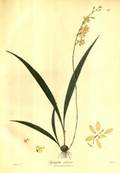 Figured are pseudobulb, lance-shaped, narrow leaves and slender raceme of yellow flowers.  Wallich pl.203, 1802.