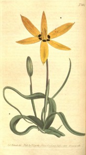 Depicted are long tapering leaves and star-shaped yellow flower with dark basal spot.  Curtis's Botanical Magazine t.662, 1803.