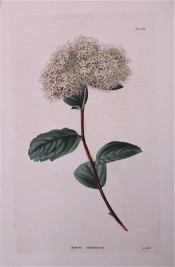 Shown are elliptic leaves, serrated at the tips, and corymbs of pinkish-white flowers.  Loddiges Botanical Cabinet no.671, 1822.