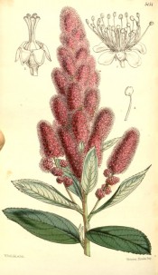 Shown are oblong leaves and dense terminal panicles of bowl-shaped, deep pink flowers. Curtis's Botanical Magazine t.5151, 1859.
