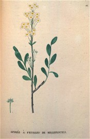 Figured are obovate leaves and terminal clusters of white flowers.  Saint-Hilaire Tr. pl.162, 1825.