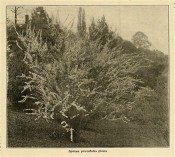 The photograph shows an arching shrub with long corymbs of white flowers.  Florist?s Exchange vol.42, p.21, 1916.