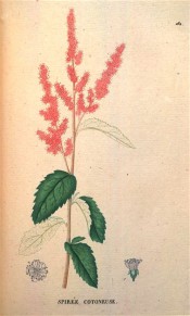 Shown are coarsely-toothed, ovate leaves, and dense, terminal panicles of purplish-rose flowers. Saint-Hilaire Tr. pl.161, 1825.